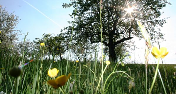 natur-liegenimGras-teuschlermogg-ingridthorhaggen (3)